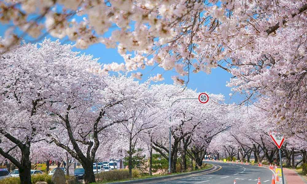 Mùa xuân, Hàn Quốc ngập tràn trong sắc hoa